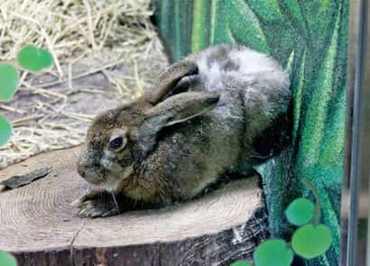 動物図鑑・キュウシュウノウサギ